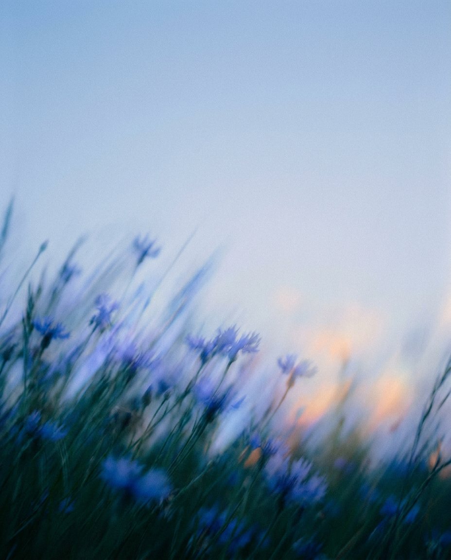 Kornblumen im Wind vor hellem Himmel