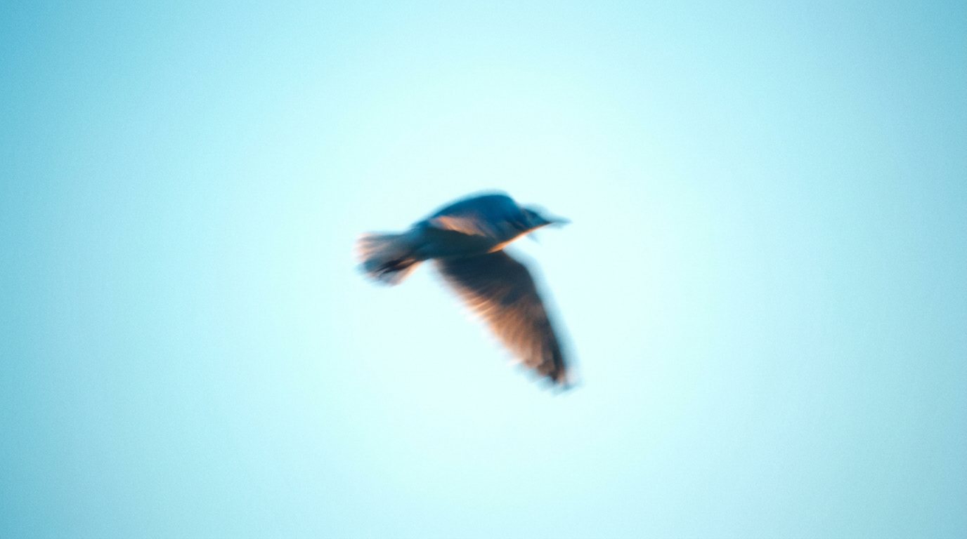 Vogel im Flug vor türkisem Himmel